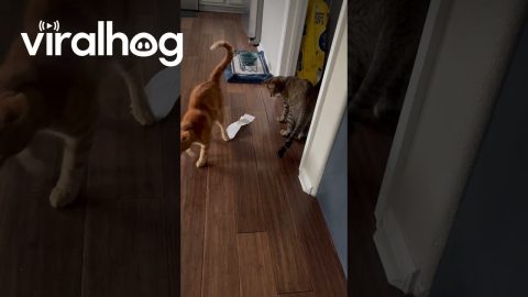 Orange Cat vs. Receipt || ViralHog