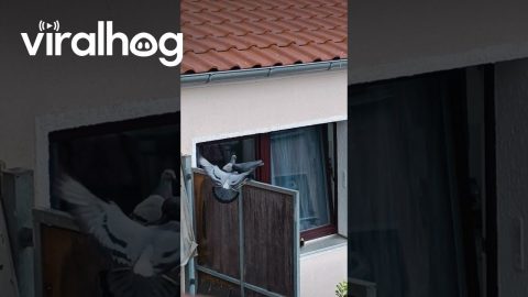 Pigeons Call the Bluff on 'Scary' Decoy Crows || ViralHog