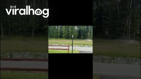 Moose Cow Chases Young Grizzly Away From Calves || ViralHog