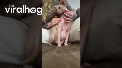 Cattoo || ViralHog