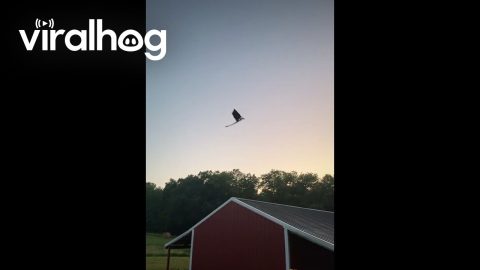 Remote Control Dragon Flies Into Sunset || ViralHog