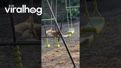 Christine the Hen on a Swing || ViralHog