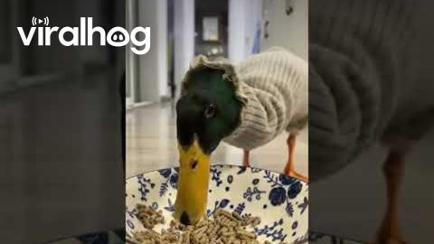 Duck Eats His Dinner in a Sweater || ViralHog