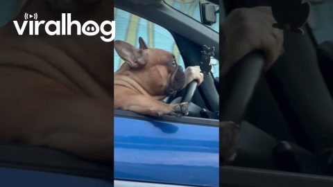 French Bulldog Passenger Sits With Some Serious Swag || ViralHog