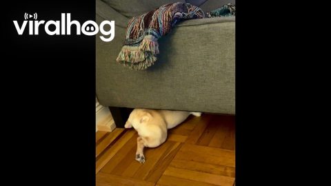 French Bulldog's Midnight Bone Heist || ViralHog