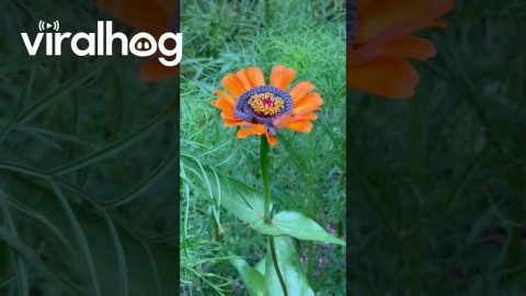 Baby Snake Sits on a Flower || ViralHog