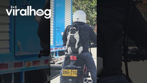 Pug Takes a Ride || ViralHog