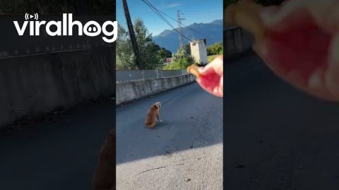 Dog Blocks Road for Treats || ViralHog
