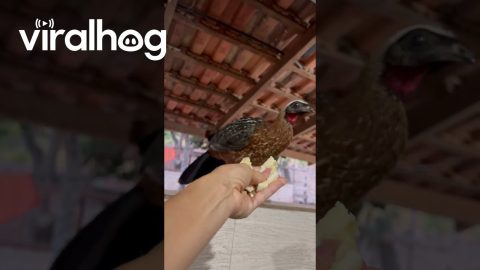 Guan in the Kitchen Eating a Banana || ViralHog
