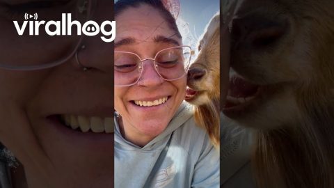 Pygmy Goat Gently Nibbles Owner's Cheeks || ViralHog