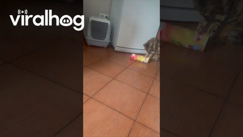 Toy Snake Startles Cat || ViralHog