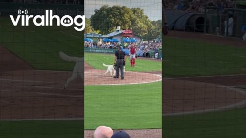 Blond Dog Fetches Baseball Bat || ViralHog