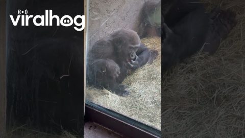 Gorilla Plays With Frog at the Zoo || ViralHog