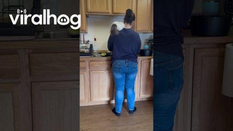 Cat Insists on Being a Part of Dishwashing || ViralHog