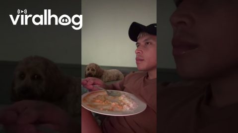 Dog Pretends To Not Watch Dinnertime || ViralHog