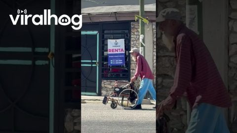 Man Pushes Small Puppy In Wheelchair || ViralHog