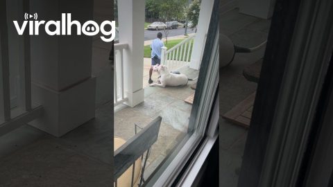 Pittie With Piggy Not Patted By Passing Mailman || ViralHog