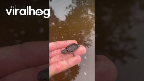 Tiny Turtle Pocket || ViralHog