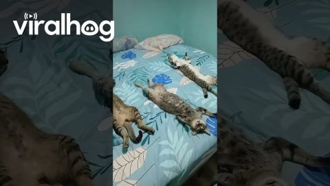 Trio Of Cats Sleep With Stomachs Up || ViralHog