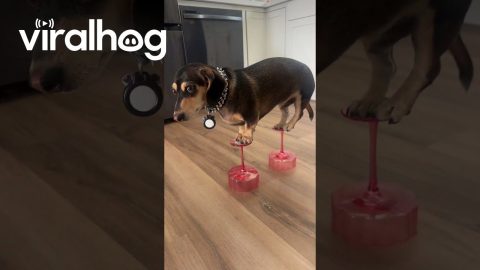 Weenie on a Tini || ViralHog