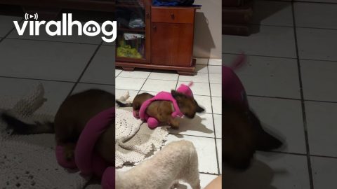 Dachshund Tussles With Huggable Pink Toy || ViralHog