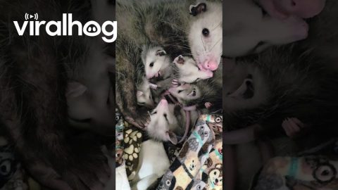 Sweet Opossum Mama With Her 7 Babies || ViralHog
