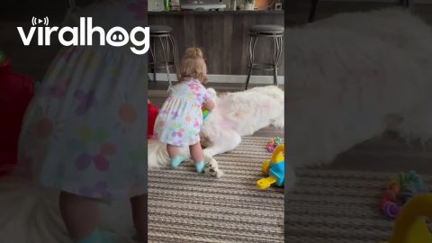 Saint Bernard Unphased by Sister's Shenanigans || ViralHog
