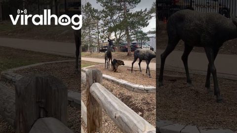 German Shepherd Makes Friends With Deer Statues || ViralHog