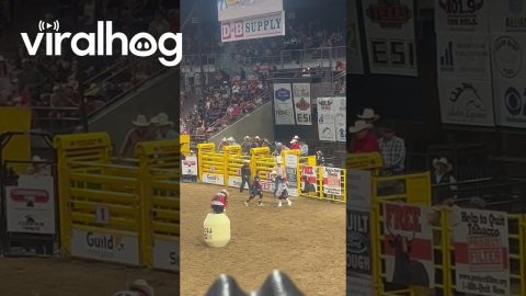 Idaho Bullfighter Gets Higher Score Than Bull Rider || ViralHog