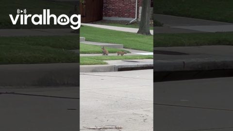 Bobcat Family Spotted in Texas Neighborhood || ViralHog