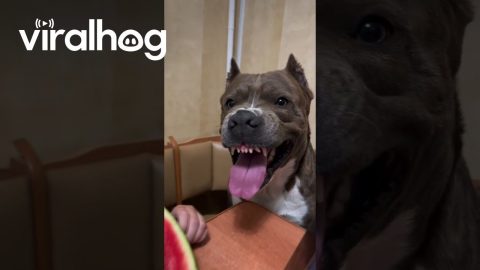 Dog Sits and Smiles Next to a Watermelon || ViralHog