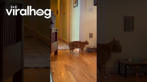 Clever Cat Turns on Light Switch || ViralHog