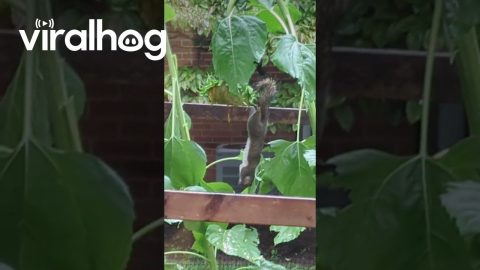 Cirque du Squirreil || ViralHog