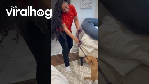 Dog Plays Tug of War With Woman's Hair || ViralHog