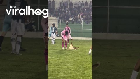 Firulais Joins Futbol Match || ViralHog