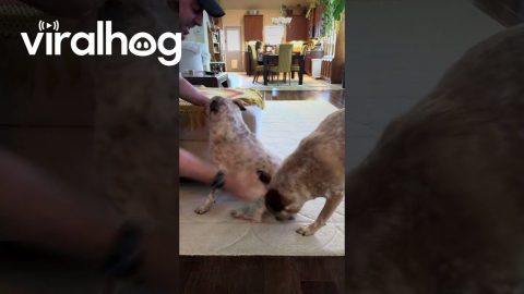Hide and Seek with Heeler Siblings || ViralHog