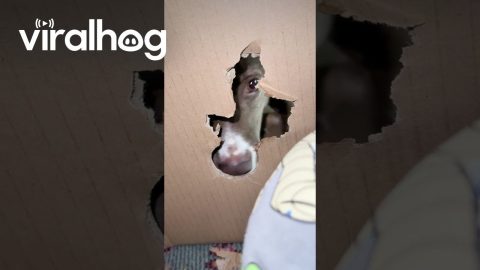 Dog Bites Cardboard Box Apart To 'Rescue' Owner || ViralHog