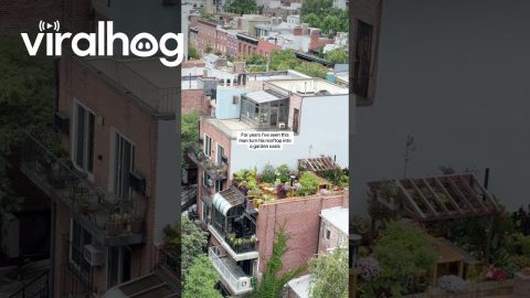 Man Turns NYC Rooftop Into Garden Oasis || ViralHog