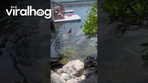 Dolphins by the Dock || ViralHog