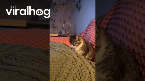 Buffalo the Kitty Gets the Eepys || ViralHog