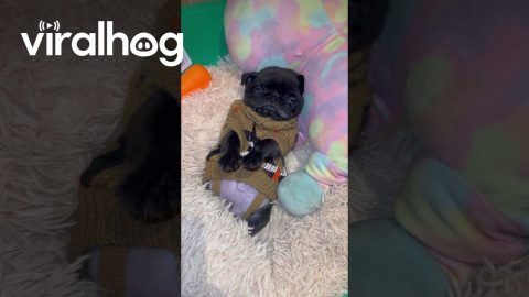 Small Baby Pug Cozy in Bed || ViralHog