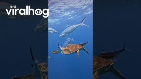Fish Use Turtle as a Scratching Post || ViralHog