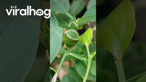 Caterpillar Camouflaged in a Plant || ViralHog