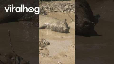 Pigs Delight In Warm Mud Bath || ViralHog