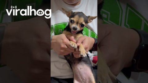 Flexing Dog Makes Angry Face || ViralHog