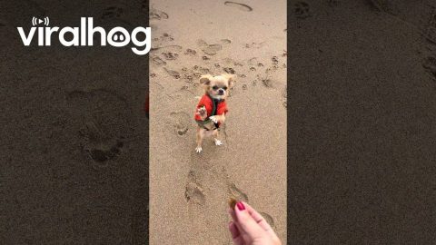 Tiny Dog With Big Personality Dances for Treat || ViralHog