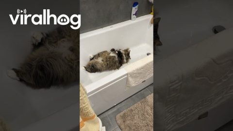 Don't Disturb Loki Sleeping in the Tub || ViralHog