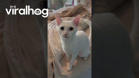 Cat Says 'Mama' on Command || ViralHog