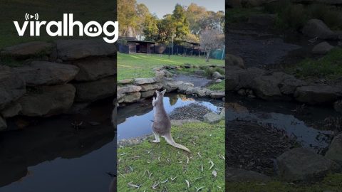 Dancing Kangaroo || ViralHog