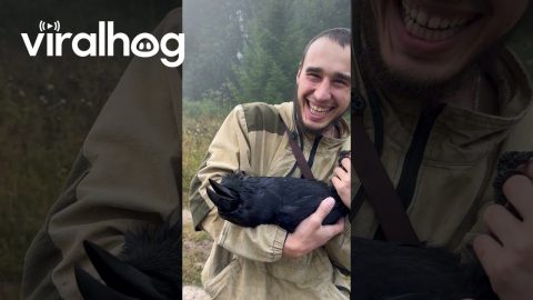 Raven Yawns With Contentment || ViralHog
